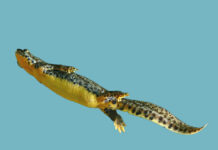 EX-SITU – Artistic positions on endangered biodiversity and the coexistence of species / National Museum of Bosnia and Herzegovina, Sarajevo