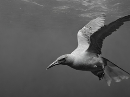 ICH HÖRE EINEN VOGEL KLAGEN – Ein Projekt zu Lasgush Poradeci / Steiermärkische Landesbibliothek, Graz
