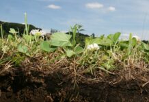 Angelika Loderer – SOIL FICTIONS / Belvedere 21, Wien