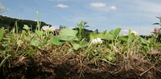 Angelika Loderer – SOIL FICTIONS / Belvedere 21, Wien
