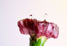 Elena Riener – Memento / Kunstzelle, WUK Wien