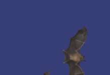 IN-SITU – Artistic positions on endangered biodiversity and the coexistence of species / rotor – Centre for contemporary art, Graz, Styria