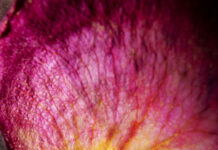 Herlinde Koelbl – Life at its best / Leica Galerie, Salzburg