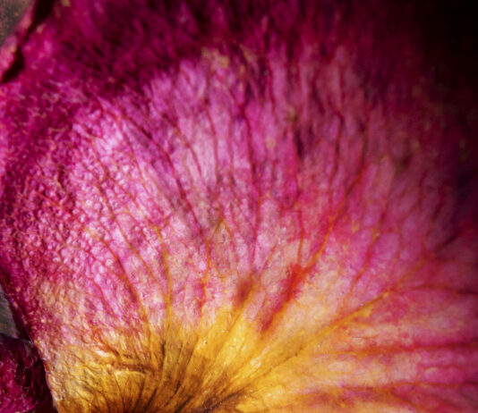 Herlinde Koelbl – Life at its best / Leica Galerie, Salzburg
