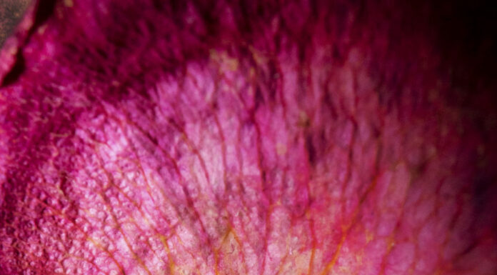 Herlinde Koelbl – Life at its best / Leica Galerie, Salzburg