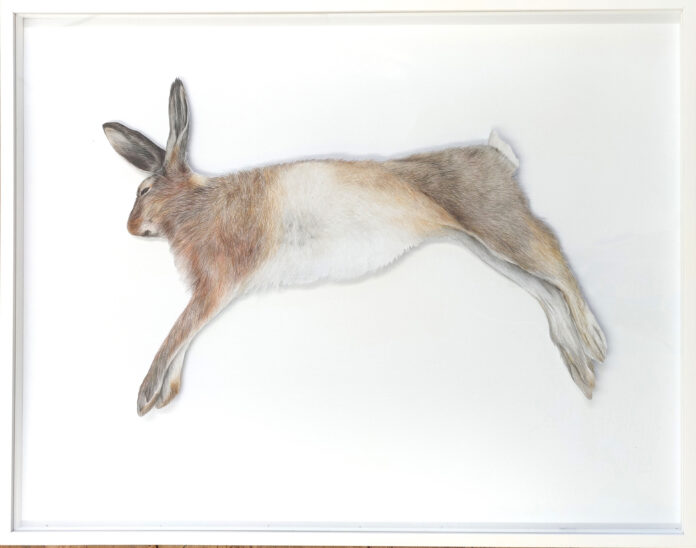 Hannah Winkelbauer, Aus der Serie „Fundstücke, o.T. / Feldhase“, 2020, Buntstift auf Papier in Objektrahmen, 70x90 cm © Hanah Winkelbauer