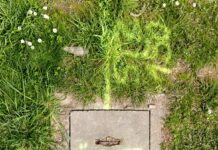 Rewilding the City / off_gallery & raum, Graz