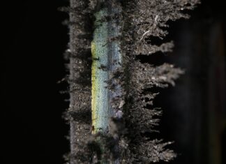 Sigurður Guðjónsson – Scopes of Inner Transit / Francisco Carolinum Linz