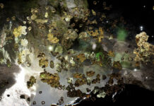 Choir of Kin – Lichenography / studio, Neue Galerie Graz