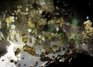 Choir of Kin – Lichenography / studio, Neue Galerie Graz