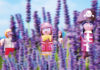 Teaser Lavendel – bildkombinat bellevue / eborangalerie, Salzburg