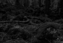 Heinz Poeschko – Wald / off_gallery & raum, Graz