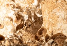 Circular Materials – Rohstoff oder Reststoff? / Architekturhaus Salzburg