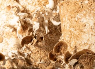 Circular Materials – Rohstoff oder Reststoff? / Architekturhaus Salzburg