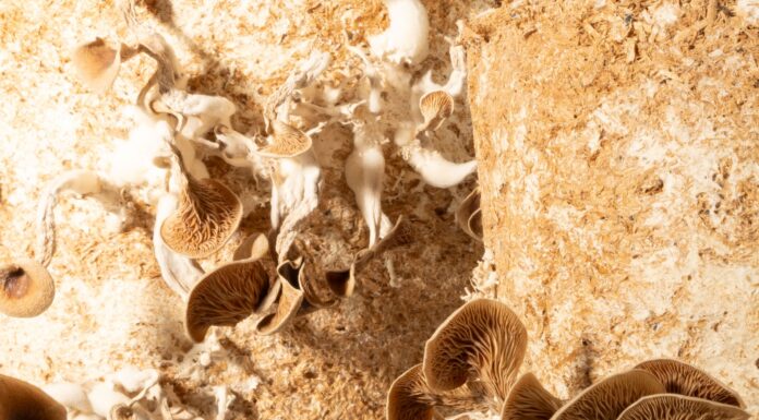 Circular Materials – Rohstoff oder Reststoff? / Architekturhaus Salzburg