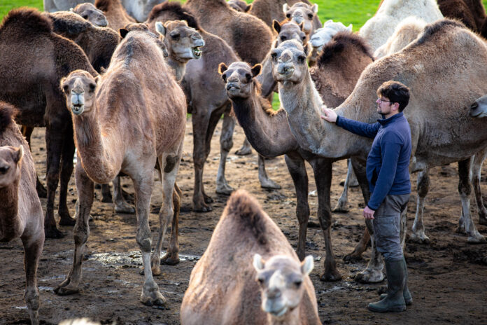 © Jean-François Lagrot, Kamelfarm Maubeuge