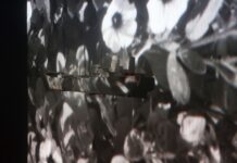 Jacqueline Mesmaeker. Secret Outlines / Museum der Moderne Salzburg, Mönchsberg, Salzburg