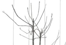 Tricky Women / Tricky Realities 2025 presents SUSI JIRKUFF / Bildraum 07, Wien