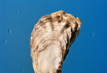 Marius Glauer – Wait a Minute / Francisco Carolinum Linz