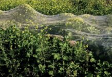 Sophie Thammer und Sihua Ren – Ein weites Feld / Stadtgalerie Mozartplatz, Salzburg