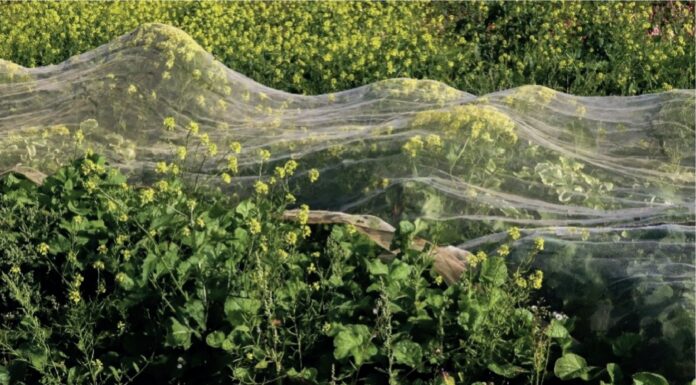Sophie Thammer und Sihua Ren – Ein weites Feld / Stadtgalerie Mozartplatz, Salzburg