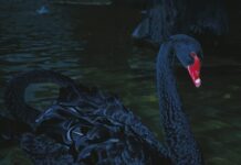 Photo exhibition Manfred Willmann in Mulhouse / Austrian Cultural Forum Paris