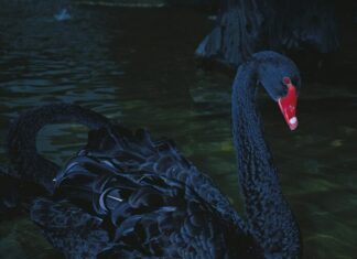 Foto-Ausstellung Manfred Willmann in Mulhouse / Österreichisches Kulturforum Paris