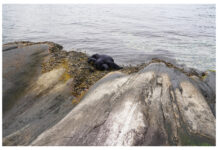 Under the carpet – Members’ exhibition / Künstlerhaus Palais Thurn und Taxis Bregenz