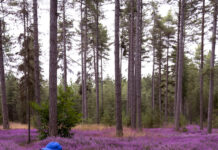 David Roth – Rot ist eine schnelle Farbe / Elektrohalle Rhomberg, Salzburg