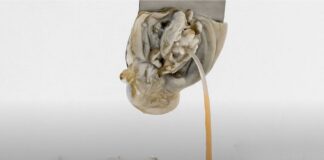 NATALIA DOMÍNGUEZ RANGEL | Artist-in-Residence / Bildraum Studio, Wien