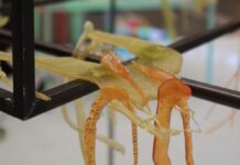 Designkollektiv DING in Göteborg / Österreichische Botschaft Stockholm