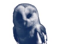 Bele Marx & Gilles Mussard – Birds / Stadtgalerie Museumspavillon, Salzburg