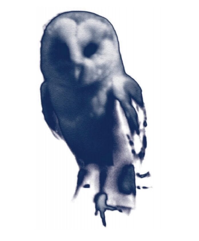 hibou (Eule) © Bele Marx