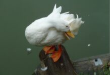 June Makino-Flatscher – Heaven on Earth / artforum Gallery, Salzburg