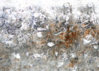 Umweltkunstpreis: Camilla Alberti – Feeding the Ghost / Kunsthaus Graz, Steiermark