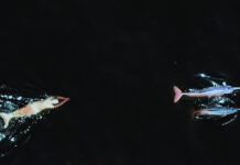 Emilija Škarnulytė – Waters call me home / Kunsthaus Graz, Steiermark