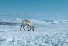 Filme aus Österreich bei BIFED / Kulturforum Istanbul