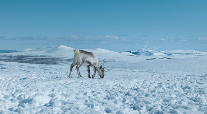 Filme aus Österreich bei BIFED / Kulturforum Istanbul