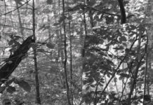 Elisabeth Czihak, Claudia-Maria Luenig – The inside, the in-between, the surrounding space / Oberösterreichischer Kunstverein, Linz