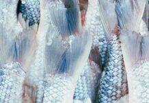 Unerwartete Fische auf schönen Dächern / MQ Angewandte Schauraum, Wien