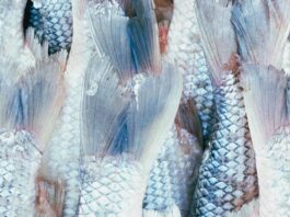 Unerwartete Fische auf schönen Dächern / MQ Angewandte Schauraum, Wien