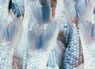 Unerwartete Fische auf schönen Dächern / MQ Angewandte Schauraum, Wien