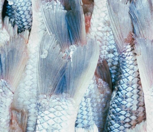 Unerwartete Fische auf schönen Dächern / MQ Angewandte Schauraum, Wien