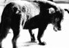 Daido Moriyama. Retrospective / FOTO ARSENAL WIEN