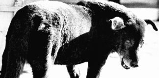 Daido Moriyama. Retrospective / FOTO ARSENAL WIEN