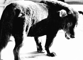 Daido Moriyama. Retrospective / FOTO ARSENAL WIEN