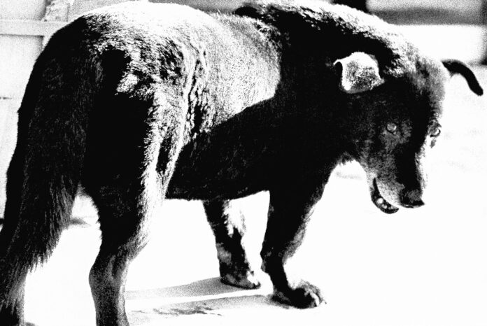 Stray Dog, Misawa, 1971 © Daido Moriyama/Daido Moriyama Photo Foundation