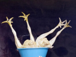 Project Groundswell. Visionen zum Klimaschutz / FOTOHOF, Salzburg