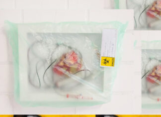 Host System(s) – JE Schumi, Lucia Mattes / Oberösterreichischer Kunstverein, Linz