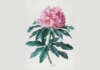 Analytical Beauty – Floral Images from 200 Years / Neue Galerie, Graz